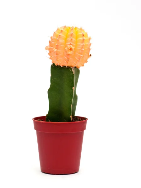 stock image Potted cactus