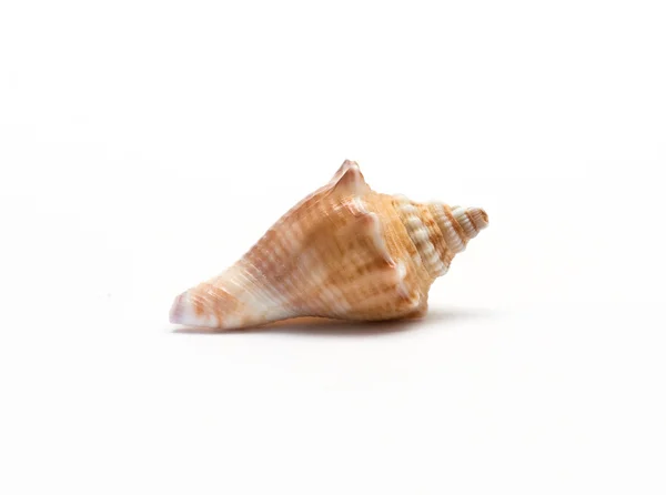 stock image Sea shell