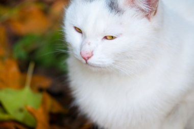 sonbahar yaprakları üzerinde beyaz kedi