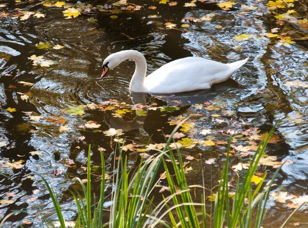 Swan in the automn pond — Stock Photo, Image