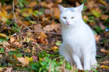 sonbahar yaprakları üzerinde beyaz kedi