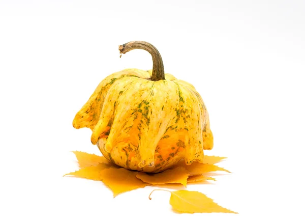 Decorative pumpkin whith yellow leaves — Stock Photo, Image