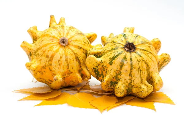 Decorative pumpkins whith yellow leaves — Stock Photo, Image