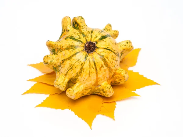Decorative pumpkin whith yellow leaves — Stock Photo, Image