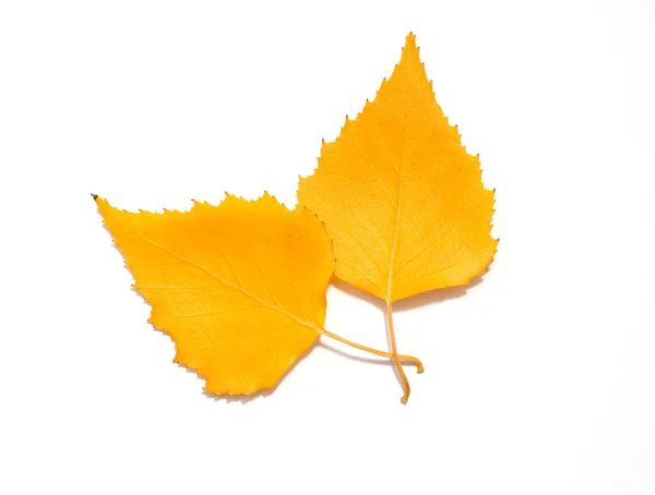 Duas folhas de vidoeiro de outono — Fotografia de Stock