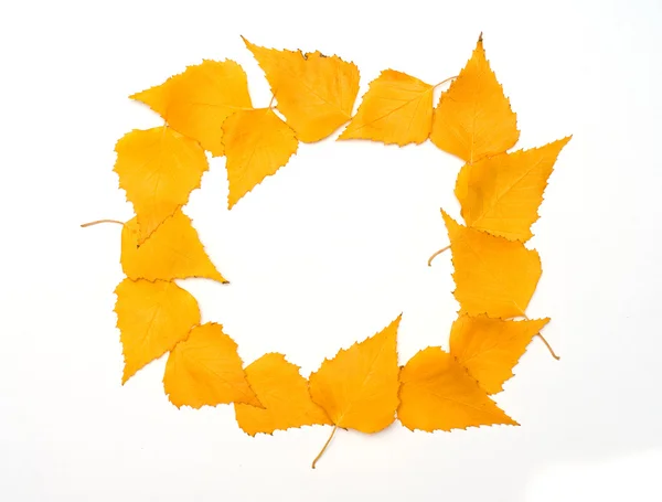 Fallen autumn leaves of birch frame — Stock Photo, Image