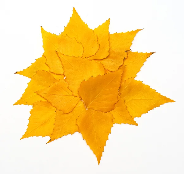 Huş arka planını düşen sonbahar yaprakları — Stok fotoğraf