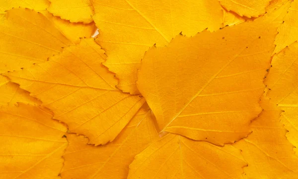 Fallen autumn leaves background — Stock Photo, Image