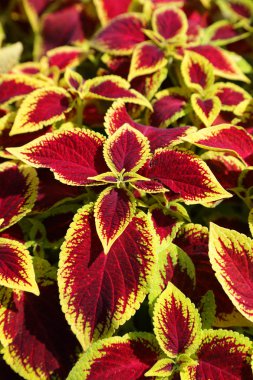 Coleus flower clipart