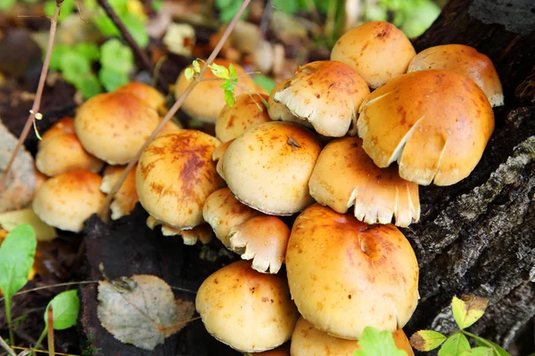 stock image Mushrooms