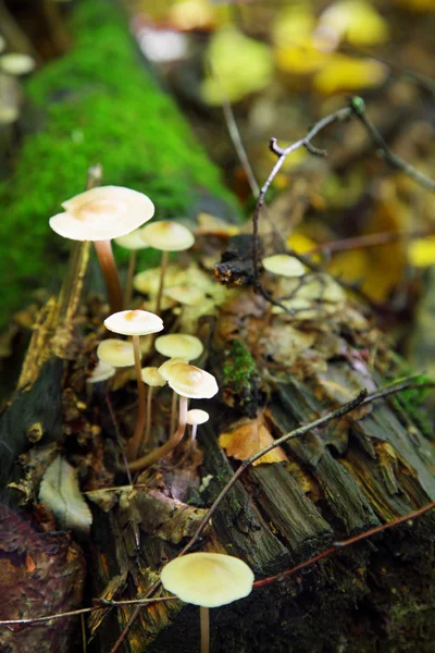 stock image Mushrooms