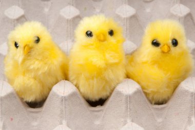 Yellow chickens clipart