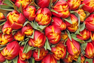 Tulips clipart