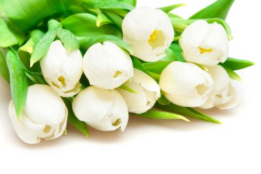 White tulips clipart