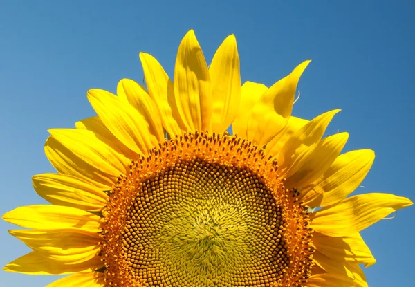 Slunečnice — Stock fotografie