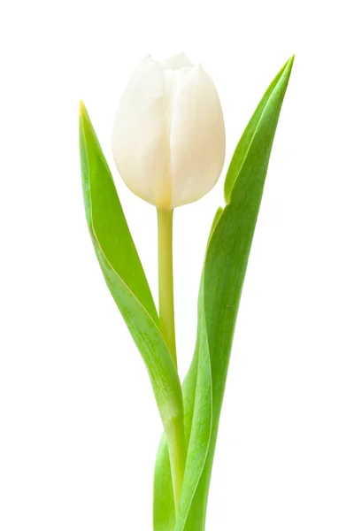 Bílý Tulipán — Stock fotografie