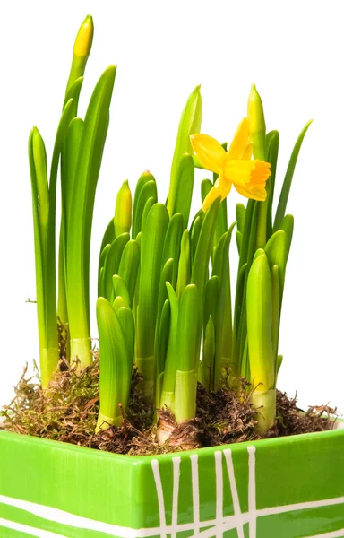Lent lily — Stock Photo, Image