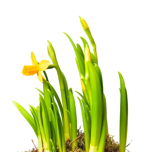 Ödünç lily — Stok fotoğraf