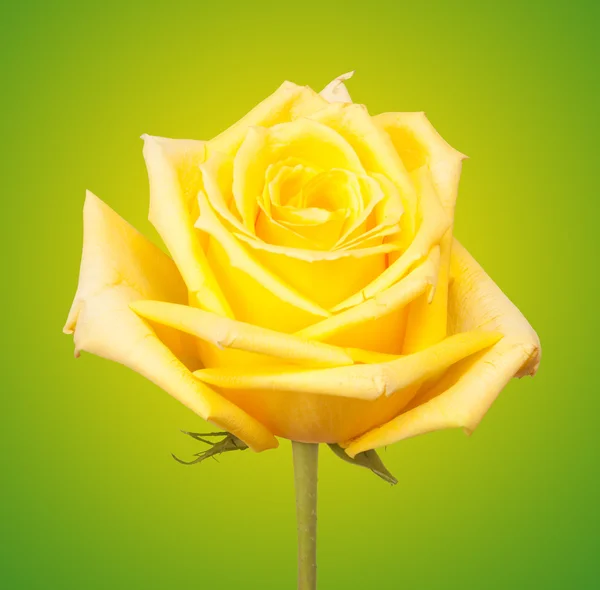 Yellow rose — Stock Photo, Image