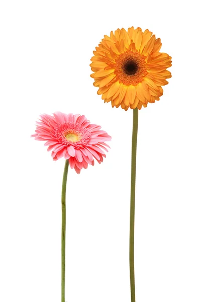 Két daisy — Stock Fotó