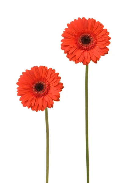 Two daisy — Stock Photo, Image