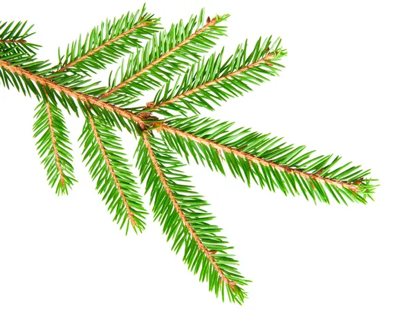 Green fir — Stock Photo, Image