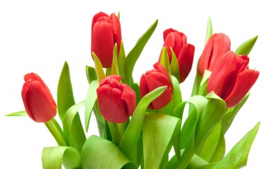 Tulips clipart