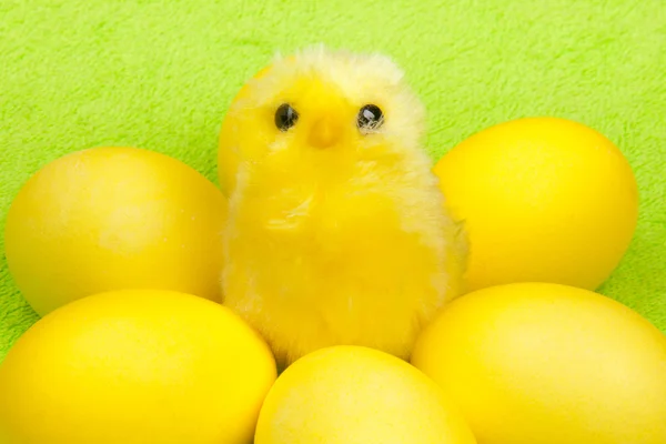 노란 닭 — 스톡 사진