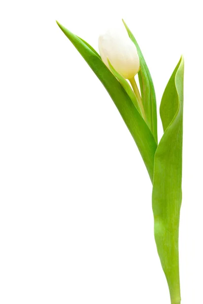 Tulipán blanco —  Fotos de Stock