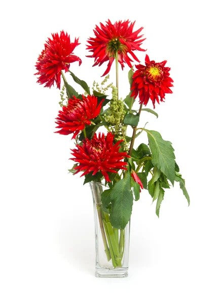 stock image Red dahlias