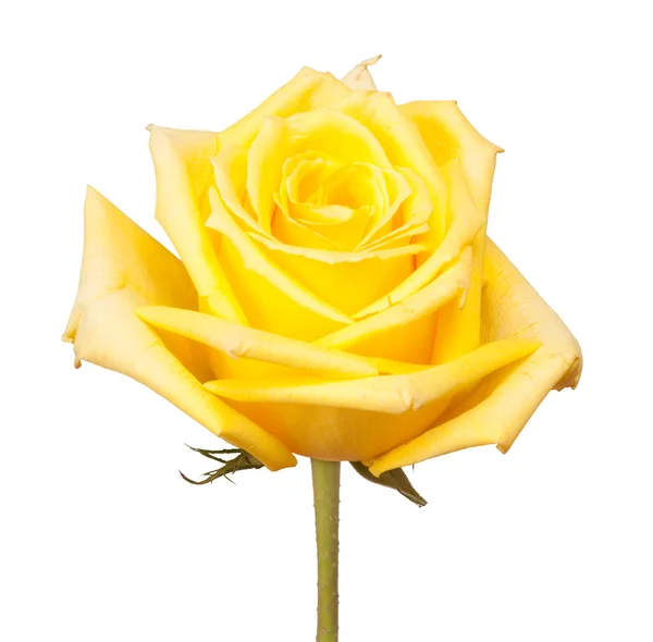 Keltainen ruusu — kuvapankkivalokuva