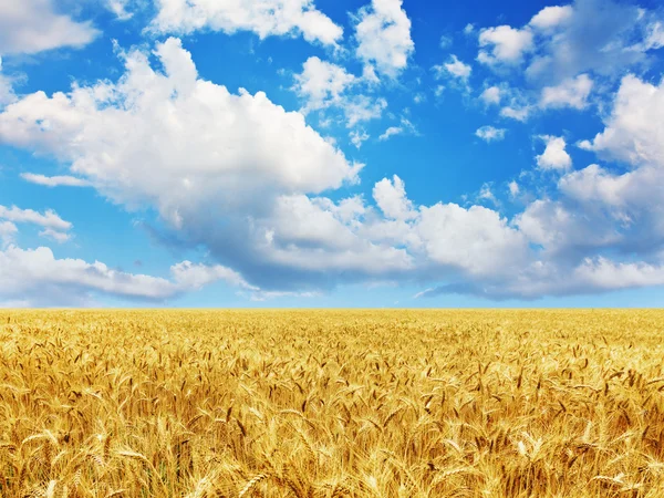 Ears of wheat under sky — Stock Photo © Irochka #5130164