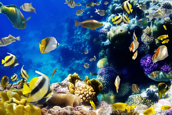 Coral colony and coral fish — Stock Photo © Irochka #5146577