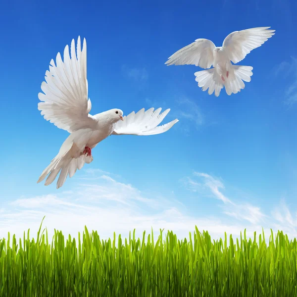 White dove, grass and sky