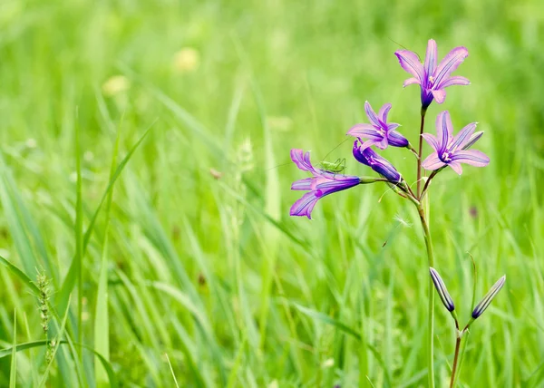 stock image Flowers bells and grasshopper