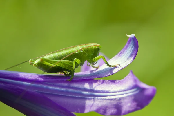 Grasshopper Primer plano se sienta en una flor —  Fotos de Stock