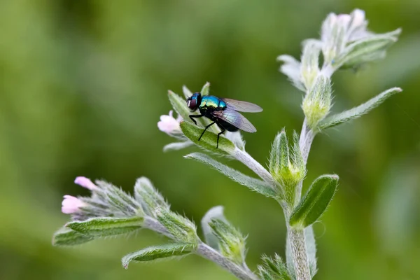 Зелёная муха на растении крупным планом — стоковое фото