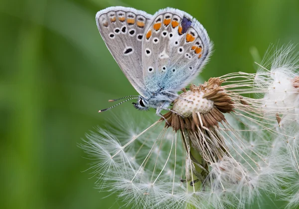 Butterfly closeup on a white fluffy dandelion — Stock Photo, Image
