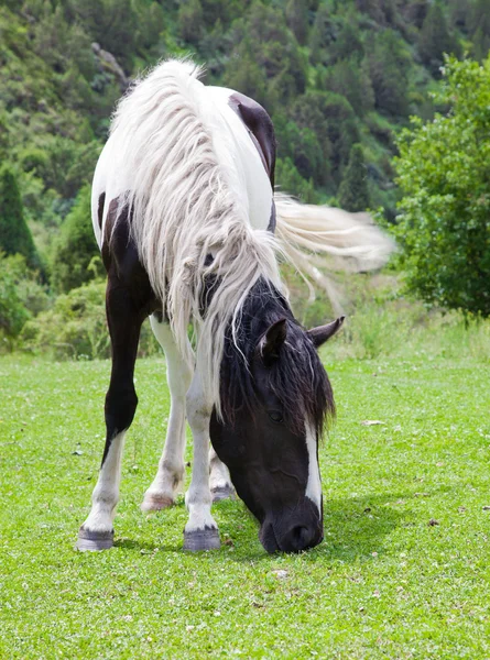Kůň žere trávu — Stock fotografie