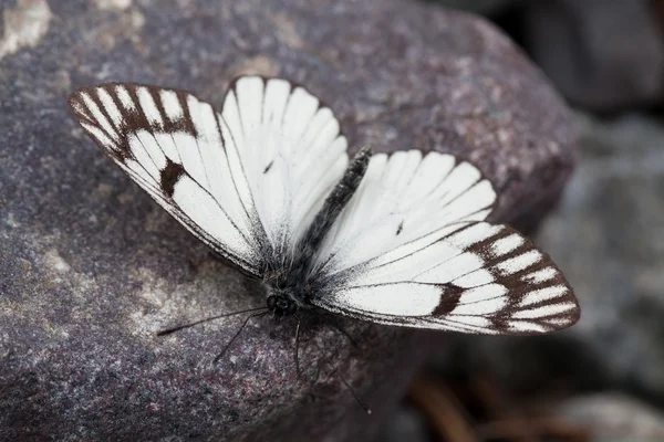 White butterfly closeup — Stock Photo, Image