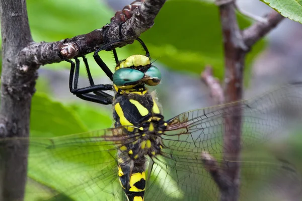 Grote dragonfly close-up van geel en zwart kleuren — Stockfoto