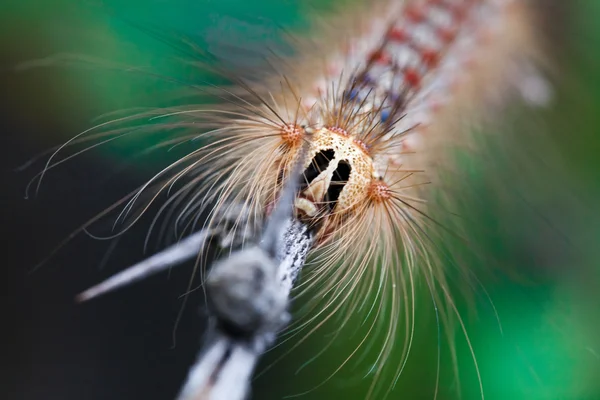 Gypsy caterpillar close-up met een snor — Stockfoto