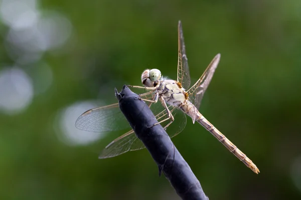 Grote dragonfly close-up — Stockfoto