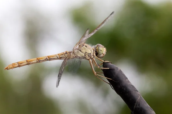 Mare dragonfly closeup — Fotografie, imagine de stoc