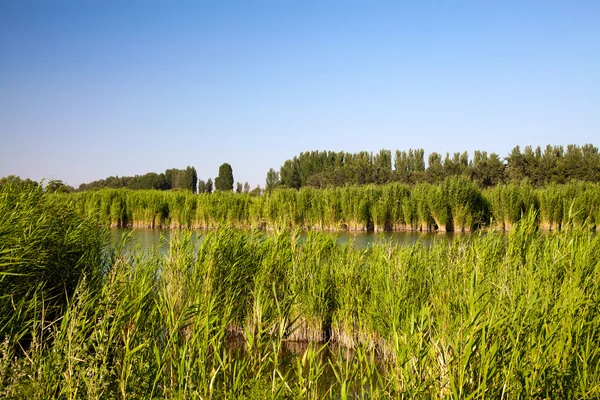 La caña - la hierba salvaje sobre el agua azul en verano — Foto de Stock