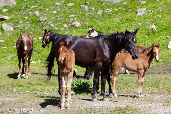 Os cavalos no relvado — Fotografia de Stock