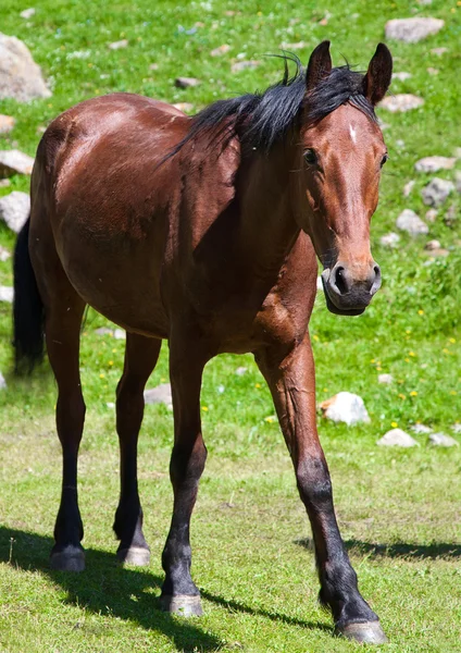 O cavalo no relvado — Fotografia de Stock