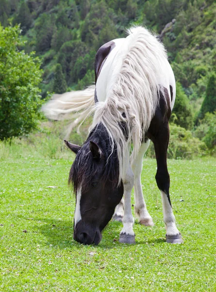 Kůň žere trávu — Stock fotografie