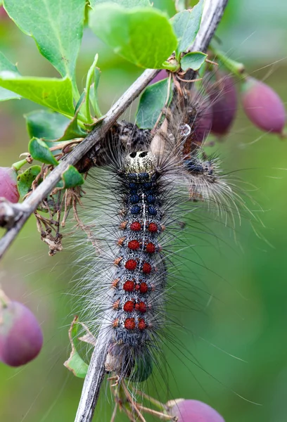 Gypsy caterpillar close-up met een snor — Stockfoto