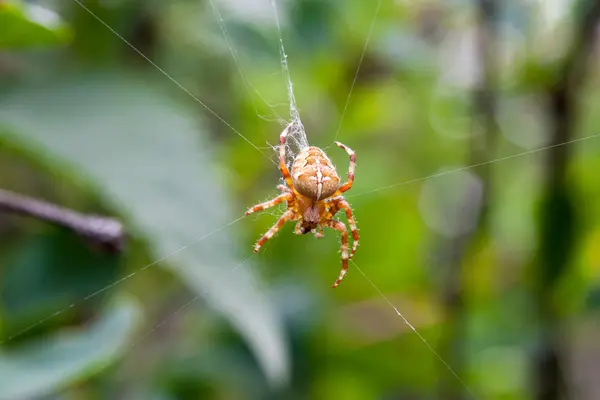 Kruis spin op haar web in bos — Stockfoto